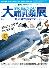 大哺乳類展　海のなかまたちフライヤー