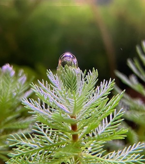 水草